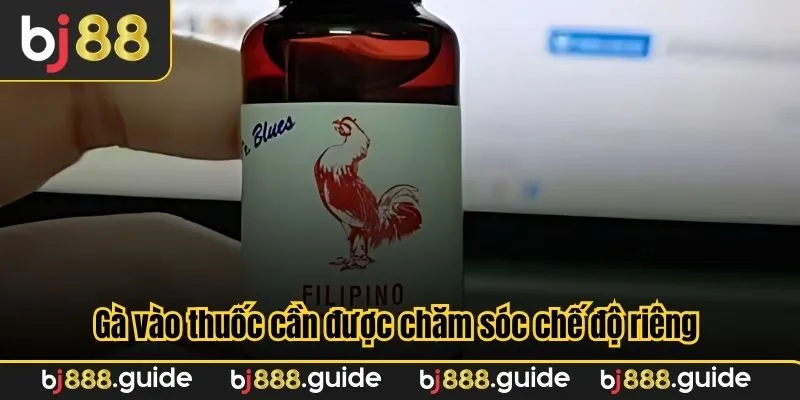 Gà vào thuốc cần được chăm sóc chế độ riêng