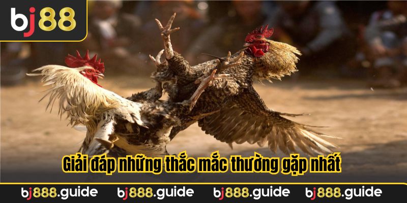 FAQ khi áp dụng cách vần gà chọi non