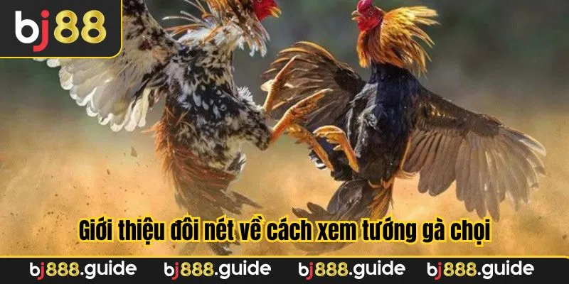 Giới thiệu đôi nét về cách xem tướng gà chọi