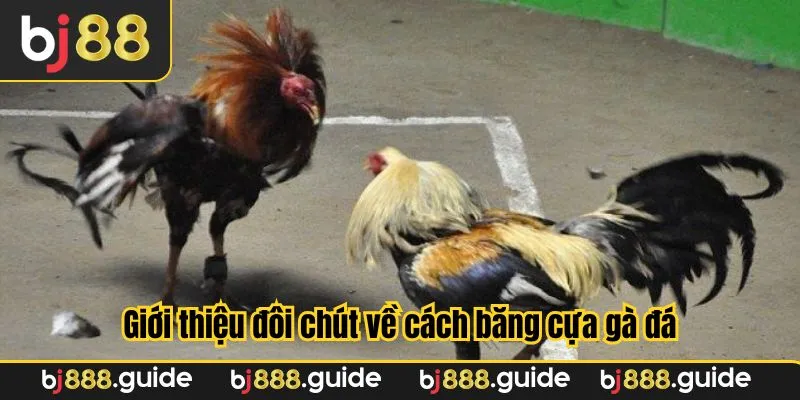 Giới thiệu đôi chút về chủ đề cách băng cựa gà đá