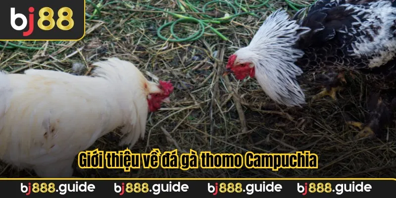 Giới thiệu về đá gà thomo Campuchia