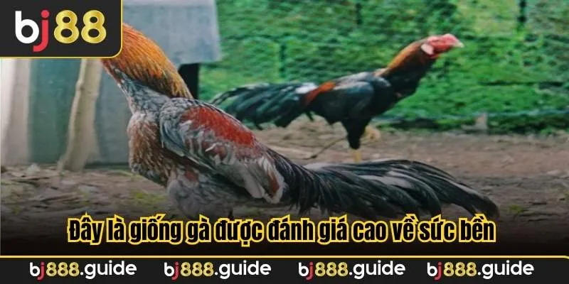 Đây là giống gà được đánh giá cao về sức bền