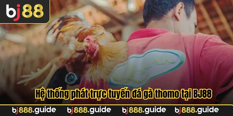 Hệ thống phát trực tuyến đá gà thomo tại BJ88