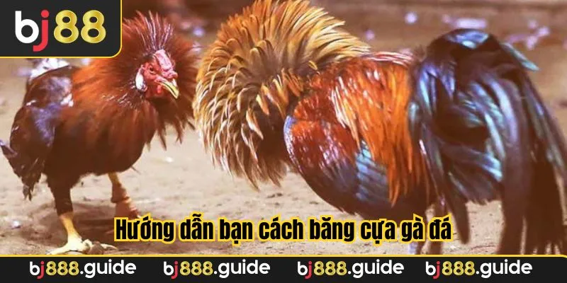 Hướng dẫn bạn cách băng cựa gà đá