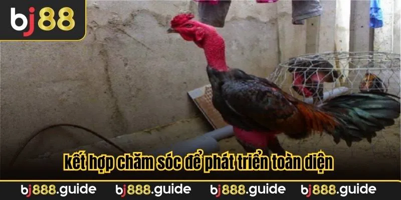 Chiến kê tốt phải kết hợp chăm sóc để phát triển