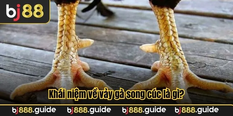 Khái niệm về vảy gà song cúc là gì?