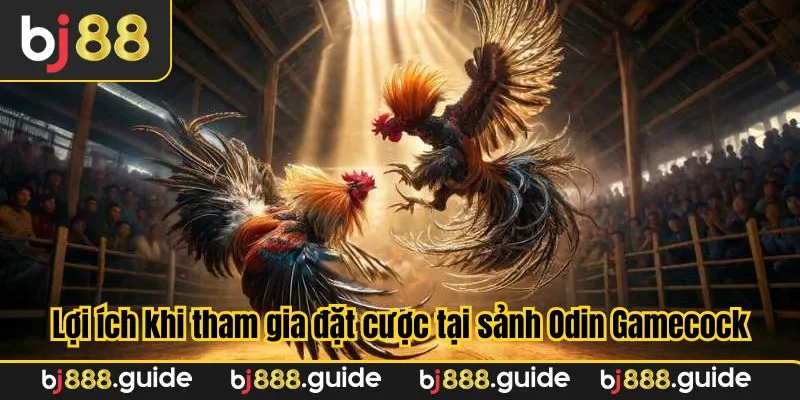 Lợi ích của việc tham gia đặt cược tại sảnh Odin Gamecock