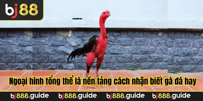 Một con gà tốt được đánh giá ban đầu qua ngoại hình