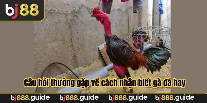 Những câu hỏi phổ biến nhất cùng giải đáp về gà đá hay
