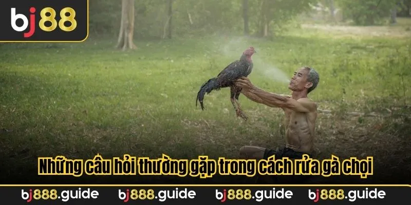Những câu hỏi thường gặp trong cách rửa gà chọi