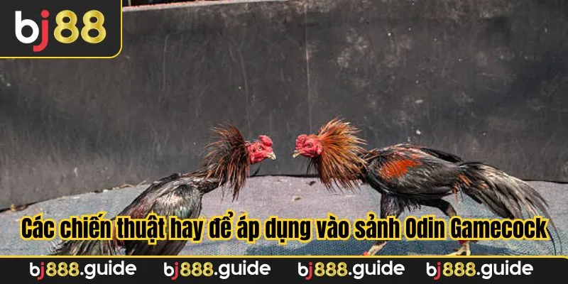 Những chiến thuật hay để áp dụng tham gia sảnh Odin Gamecock