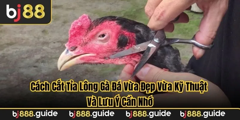 Những kỹ thuật cần chú ý khi Cách cắt tỉa lông gà đá