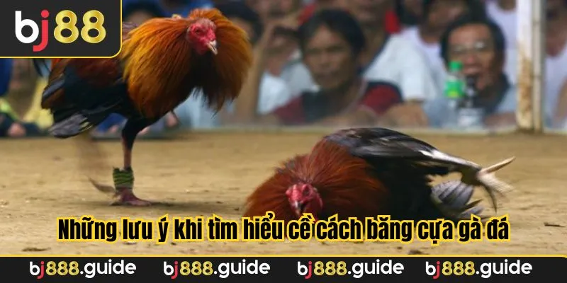 Những lưu ý khi tìm hiểu về cách băng cựa gà đá