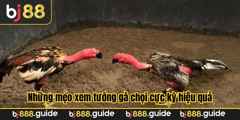 Những mẹo xem tướng gà chọi cực kỳ hiệu quả