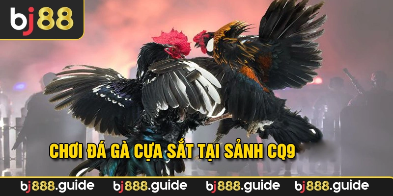 Sảnh CQ9 đá gà cựa sắt kịch tính