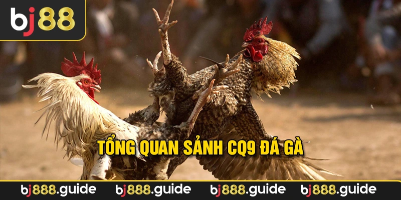 Sảnh CQ9 đá gà nhận thưởng khủng
