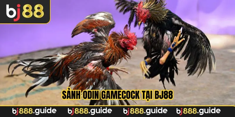 sảnh odin gamecock với những mẹo hay hữu ích