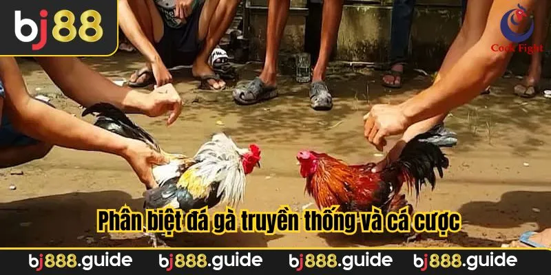 Sự khác biệt giữa đá gà truyền thống và đá gà cá cược