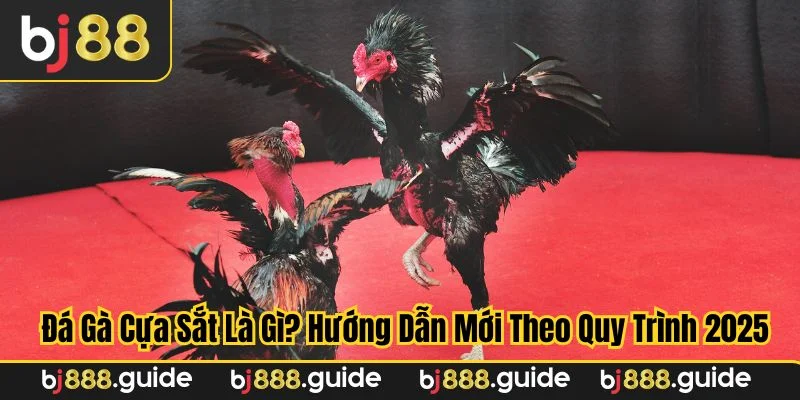 Tại Bj88 bạn có thể xem lại hightlight đá gà cựa sắt