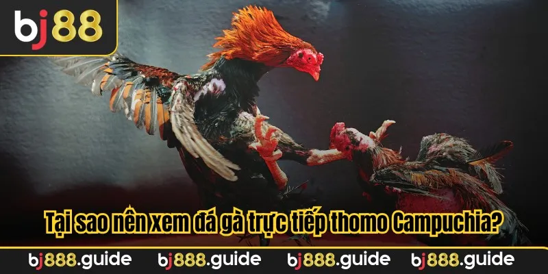 Tại sao nên xem đá gà trực tiếp thomo Campuchia?