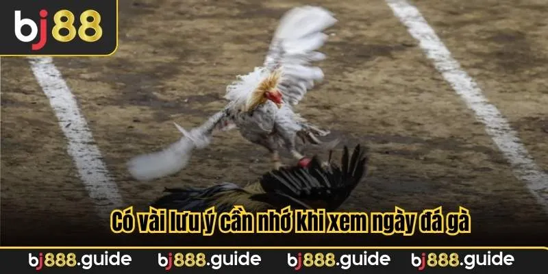 Có vài lưu ý cần nhớ khi xem ngày đá gà