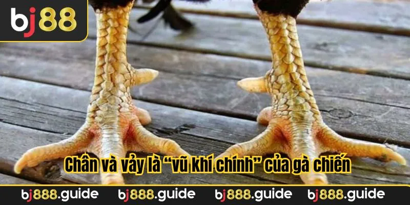 Việc quan sát chân và vảy giúp nhận biết gà đá hay