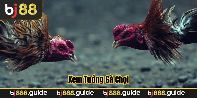 Xem gà chọn có Kỹ năng tấn công và phòng thủ tốt