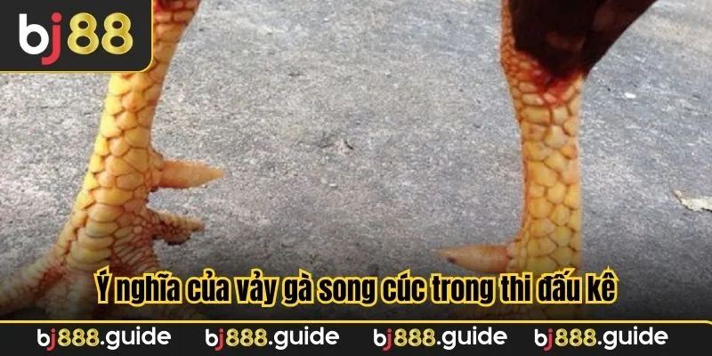 Ý nghĩa của vảy gà song cúc trong thi đấu kê