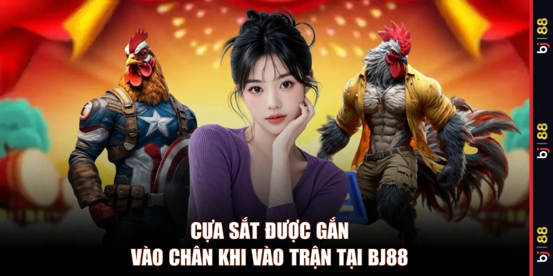 Cựa sắt được gắn vào chân khi vào trận tại BJ88